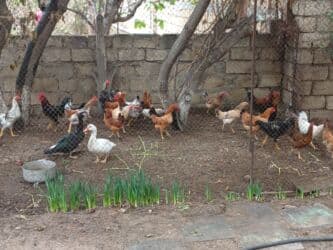 Inəklər, öküzlər: 9aylıq xoruzlar satılır — 2