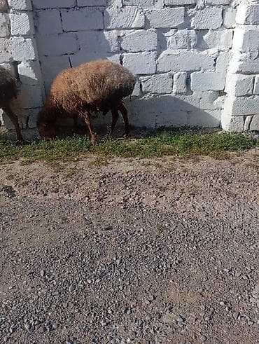 ucuz it yemleri: Qoyun (dişi) - Yerli cins, uzun quyruqlu tip. - Rəngi qırmızı-qonur — 4