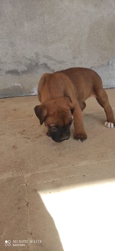 vəhşi itlər: Bokser, 2 ay — 1