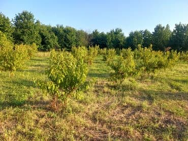 Kia: Nektarin bağı – məhsuldar, bakım görmüş ağaclar - Məhsul: Ağaclarda — 6