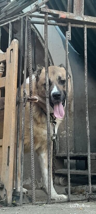 qizil baliq qiymeti: Qurdbasar — 4