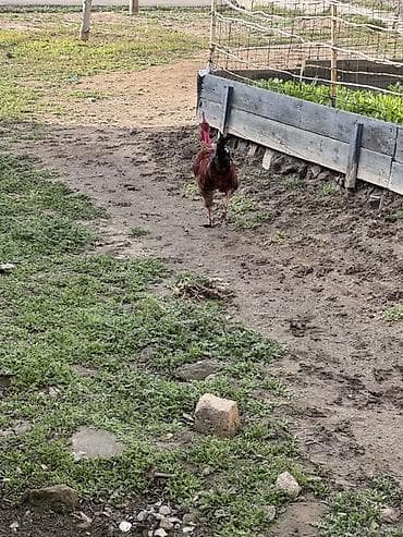 heyvan bazarı tap az: Salam 2 eded heyet xoruzu satılır cütü 60 azn dalaşmırlar bir heyetde — 2