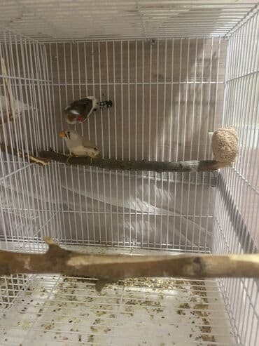 afçarka iti qiymeti: Hazir bala veren cutdu
Qiymet 1 cute aitdi — 2