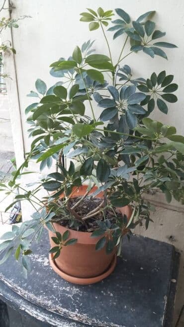 evkalipt bitkisi: Sheflera otaq bitkisi Unvan: Kohne guneshli, Shixlinski 57. 8 nomreli — 1