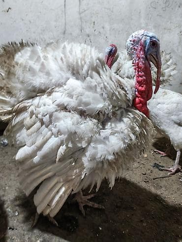 hazir sirket satilir: Stavropol hinduska xoruzu.1yasi var.unvan zig kendi — 3