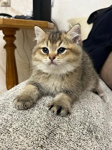 pisiyler: Britan — 1