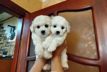 pudel balası: Pudel, 2 ay, Dişi, Peyvəndli, Ünvandan götürmə — 1