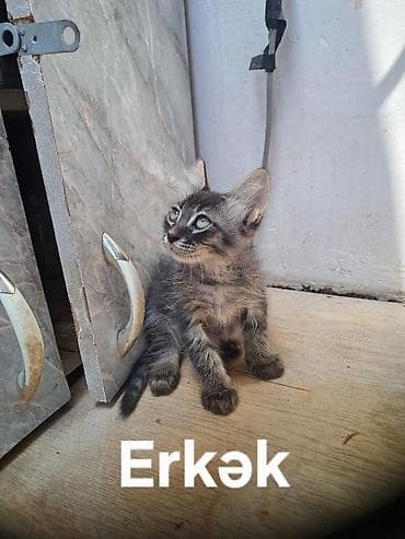 sibirya kurdu: Sibir, Dişi, Erkək, Yaxşı əllərə, Ödənişli çatdırılma, Ünvandan götürmə — 2