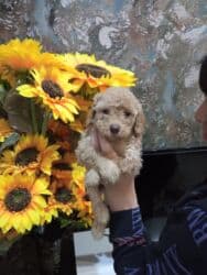 йоркширский терьер баку: Пудель, 1 месяц, Самец — 1