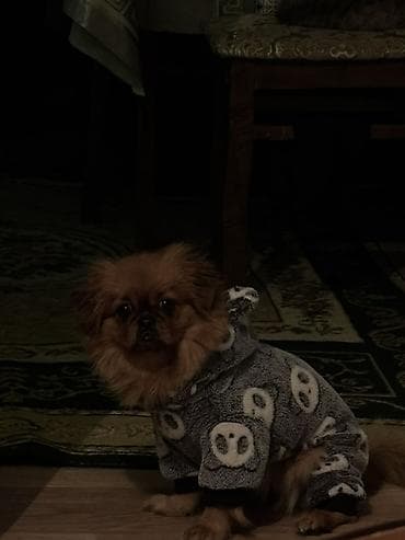 tap az it: Pekines, Erkek, Cütləşmə üçün — 3