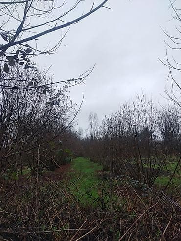 binə savxozda torpaq: Kənd təsərrüfatı — 3