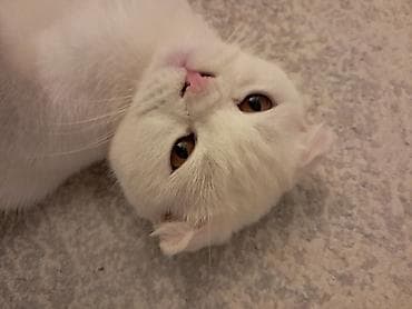 dosan sekili: Britan, Dişi, Yaxşı əllərə, Pulsuz çatdırılma — 8