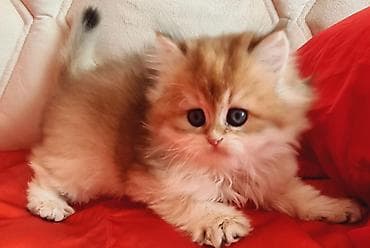 Pişiklər: Qızıl şinşilla — 3