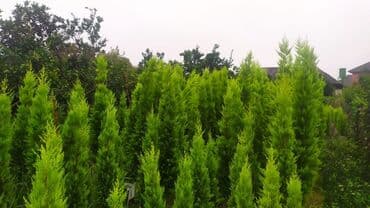 ananas ağacı: Thuja (qarpız yaşılı şam ailəsi) dekorativ iynəyarpaq ağacları - Növ — 3