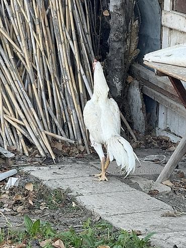 lalafo az toyuqlar: Ağ rəngli uzunboy döyüş xoruzu - Cins tipi: Asil/Hint tipli uzunboy — 2