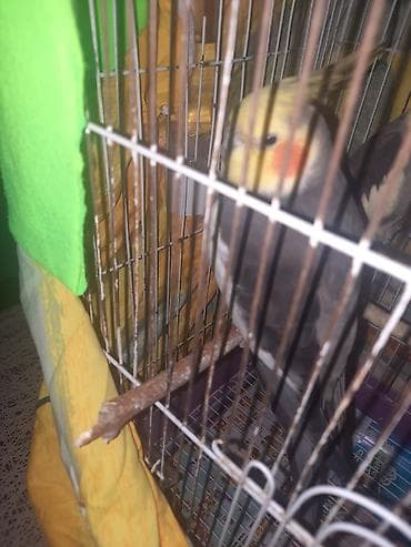 Yaxşı qyşlardi mahnı oxuyurlar hazır erkeklerdi cüt halındada vere lalafo.az -da Yaxşı qyşlardi mahnı oxuyurlar hazır erkeklerdi cüt halındada vere