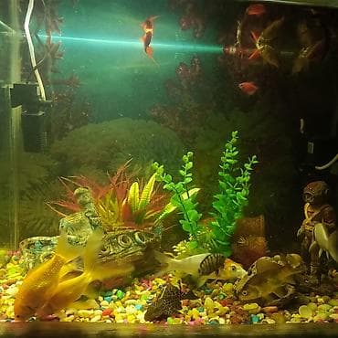 akvarium filter: Dördbucaq akvarium, Balıqlarla birlikdə, 130 l, Ünvandan götürmə — 3