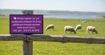 Inəklər, öküzlər: Bordax qoç toğlu sürüsü satılır. Say çoxdur. Çəkiləri təxminən 50–55 — 1