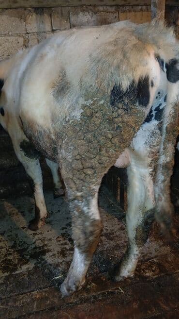 bakida cins ineklerin satisi: Dana, buzov, Erkək, ay: 10, 150 kq, Damazlıq, Ünvandan götürmə — 5