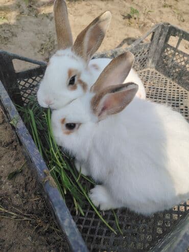 karlik dovşanlar: Ağ tüklü, qəhvəyi ləkəli dovşan - Yumşaq, sıx örtüklü ağ yun — 8
