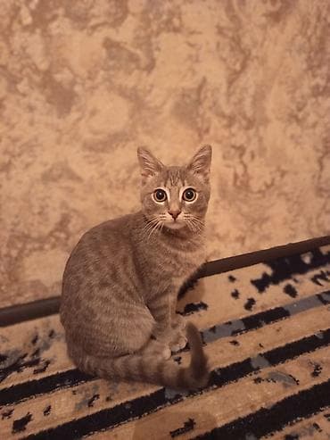 Pişiklər: Tabbi, Yaxşı əllərə — 2