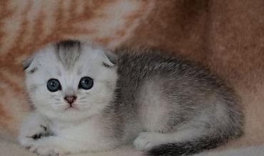 it balası: Qızıl şinşilla, Erkək — 3