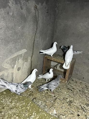 quş sesleri: 7 quwdu kom 30 manat elvae lazm olsa yene var — 1