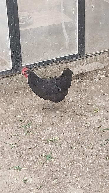 Dovşanlar: Salam. Qara rəngli astroloq toyuğu və fərəsi satılır . qiyməti biri 20 — 2