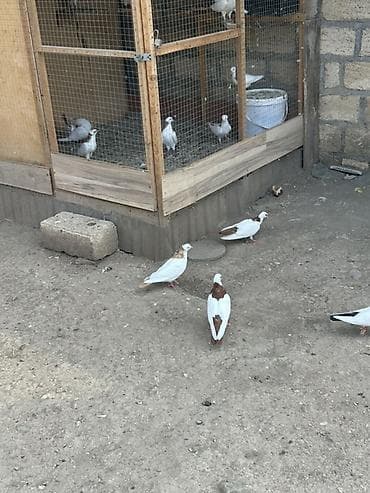Salam Alokum 4 dude Des Pecat Abrez olada Var icde 3 maya biri erkey at lalafo.az Salam Alokum 4 dude Des Pecat Abrez olada Var icde 3 maya biri erkey
