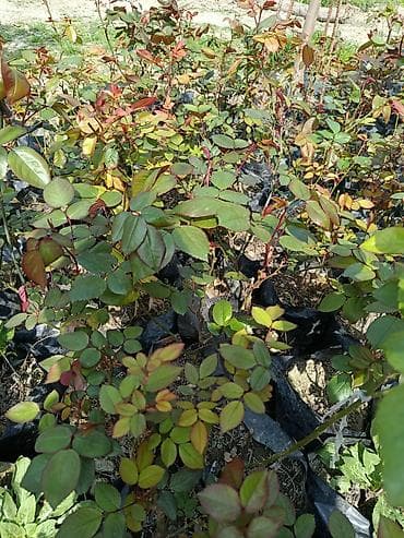 aksa generator azerbaycan: Məhsul: Qızılgül (gül kolları) tingləri – torflu/torpaq dolu plastik — 2