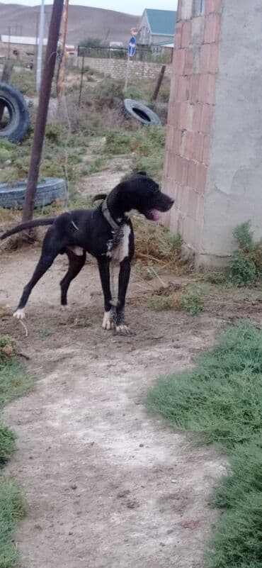 продам собаку объявление: Məhsul: Qara rəngdə, sinə və pəncələrində ağ ləkələri olan orta-böyük — 1