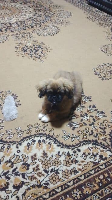 it sekili: Pekines — 1