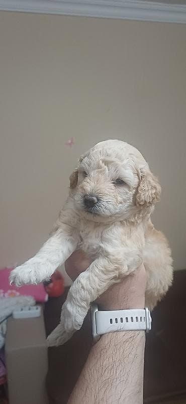 it: Pudel, 1 ay, Erkek, Ödənişli çatdırılma — 8