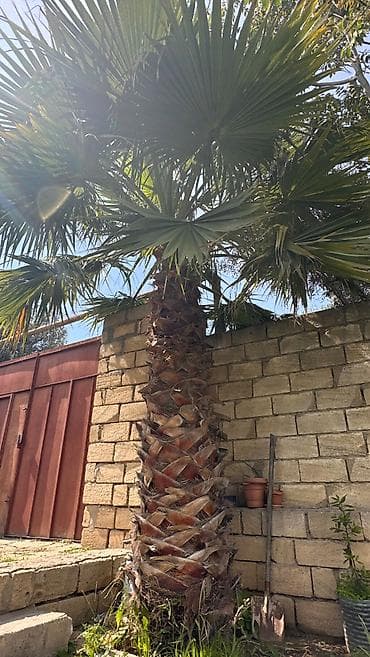 agaclar: Washingtonia robusta Palma ağacı satılır real alıcıya endırım olunacag — 2