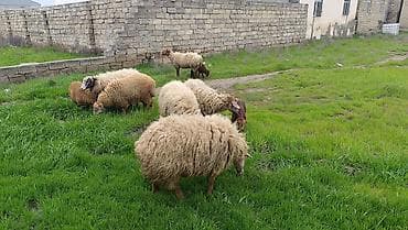 yerli keciler: Qoyun ailəsi – ana qoyun və iki quzu - Növ: yerli qoyun (ana) və iki — 10