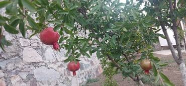 дешевые дачи в баку аренда: Gəncə, 610 kv. m, 6 otaqlı, Hovuzsuz, Kanalizasiya — 7