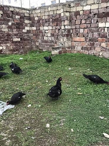 Cücələr: Satılır: Zumurud erkeyler 1 denesi 80 manat cavan. Damazdiq — 5