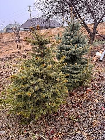 Ölcü ve qiymet: 1.70m Gümüşü - 250azn 1.20m Gümüşü - 180 azn 1.30m lalafo.az -da Ölcü ve qiymet: 1.70m Gümüşü - 250azn 1.20m Gümüşü - 180 azn 1.30m