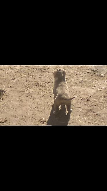 alabay iti satilir: Alabay, Erkek — 4