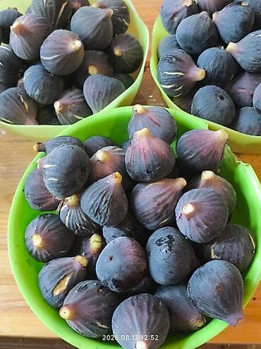 Təzə qara əncir. 1 kilo 6 man. minimal sifariş 2 kilo. Çatdırılma lalafo.az -da Təzə qara əncir. 1 kilo 6 man. minimal sifariş 2 kilo. Çatdırılma