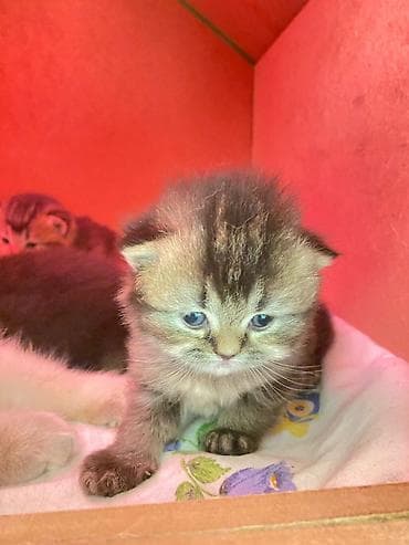 pisiy cantasi: Qızıl şinşilla — 7