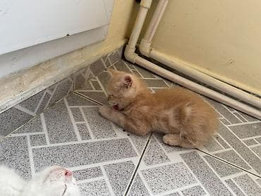 Кошки: Balaca pişik balaları - Rənglər: ağ və krem (şabalıdı-narıncı ton). - — 2