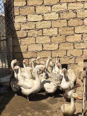 touz quşu: Erkək, | Linda, Yumurtalıq, Ünvandan götürmə — 4