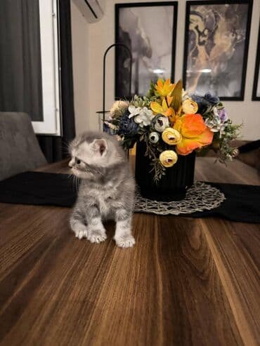 pişikler ucuz: Şotland — 6