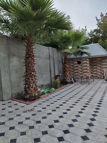 Xurma ağacı – dekorativ landşaft üçün - Növ: Fan palması