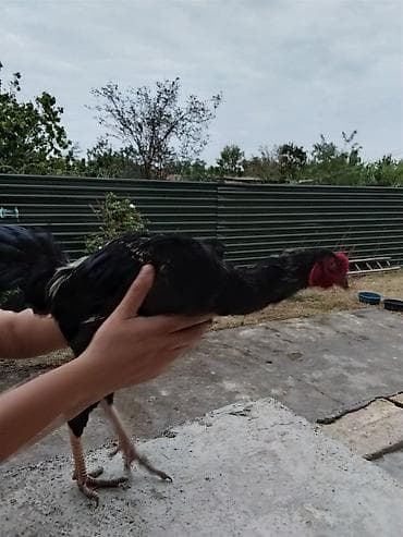 heyratı samo: Həyratı xoruz.7 aylıqdır və Güclüdür.Ödəniş razılaşma rolu ilə — 2