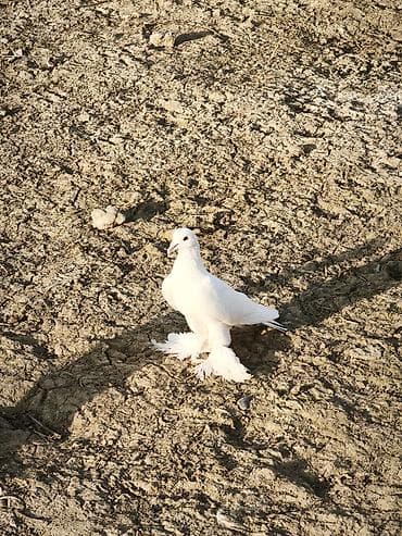 turnik burus: Iki erkək göyərçin oynaq sağlan heyvanlar — 7