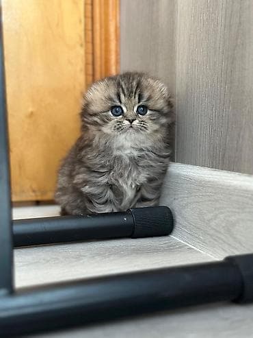 meyn kun pişiyi: Britan — 4