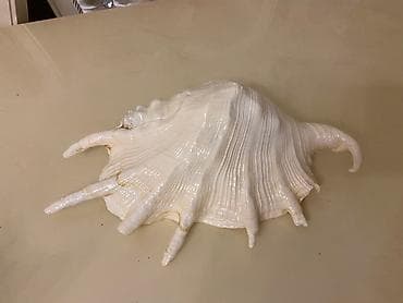 Tebii baliq qulagi.Kirimdan getirilib(orta olcu)