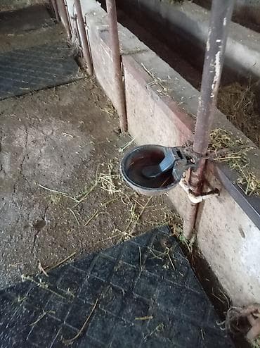 Avtomatik heyvan suvarma sistemi - Ustadan quraşdırılmış tam suvarma